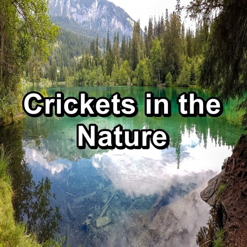 Stream Nature Cicadas Sounds By Crickets Tinnitus Sleep Solution