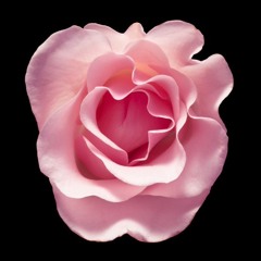 DJ LES PRESENT PINK ROSES