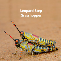 Grasshopper