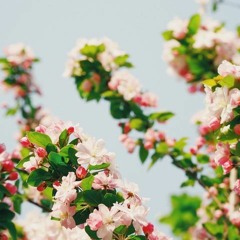 The Cherry Tree (trumpet melody)