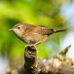 IF I WERE A WREN