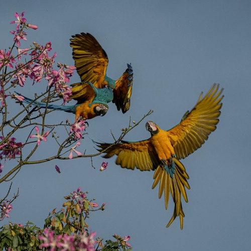 Birds