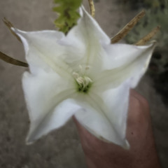 Jordan giesen Djembe solo Independence Day 2024