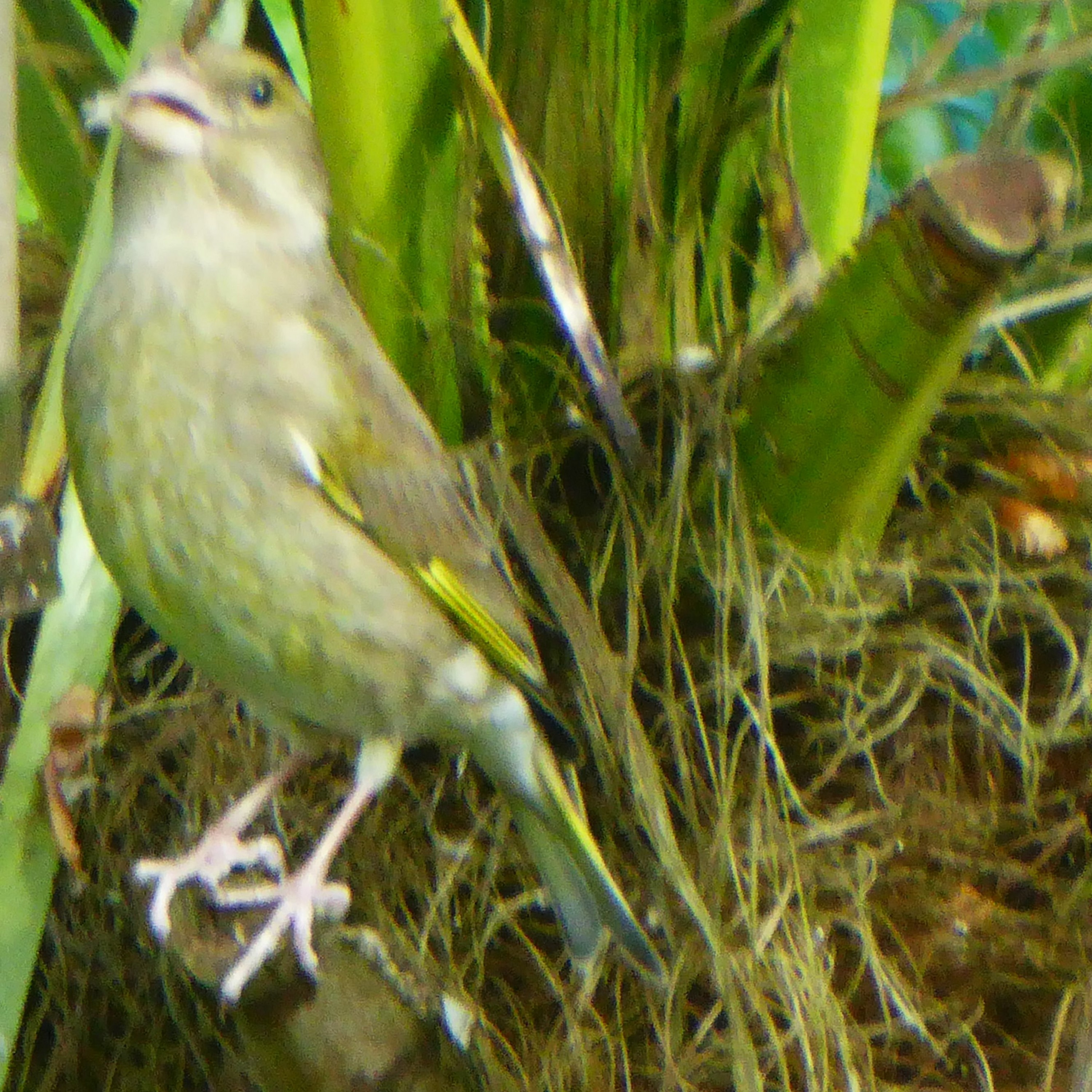 2023 STRAIGHT FROM THE FIELDS 25 - A SINGING GREENFINCH NO LESS episode artwork