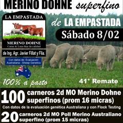 Javier Filliat - Merino y Dohne de La Empastada