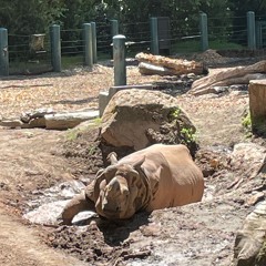 rhino mud bath