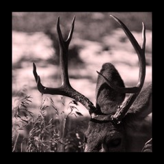 Ferruginous Techno (2022-12-10)