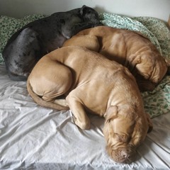 Nah Nah (Vox 5) feat G.b & DatBoyGreedy