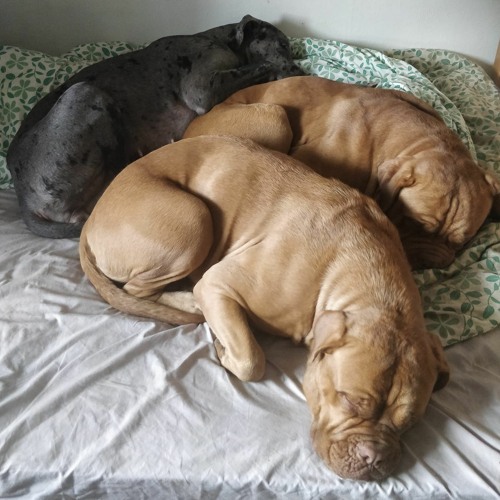 Nah Nah (Vox 5) feat G.b & DatBoyGreedy