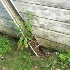 a-city, {acoustic cover}