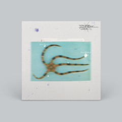 WPR005 - Guy Contact & Solar Suite - Perfect Harmony EP [Snippets]