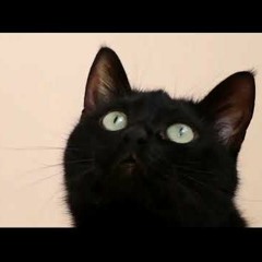 Ben Yart - Gatito (pequeñito)