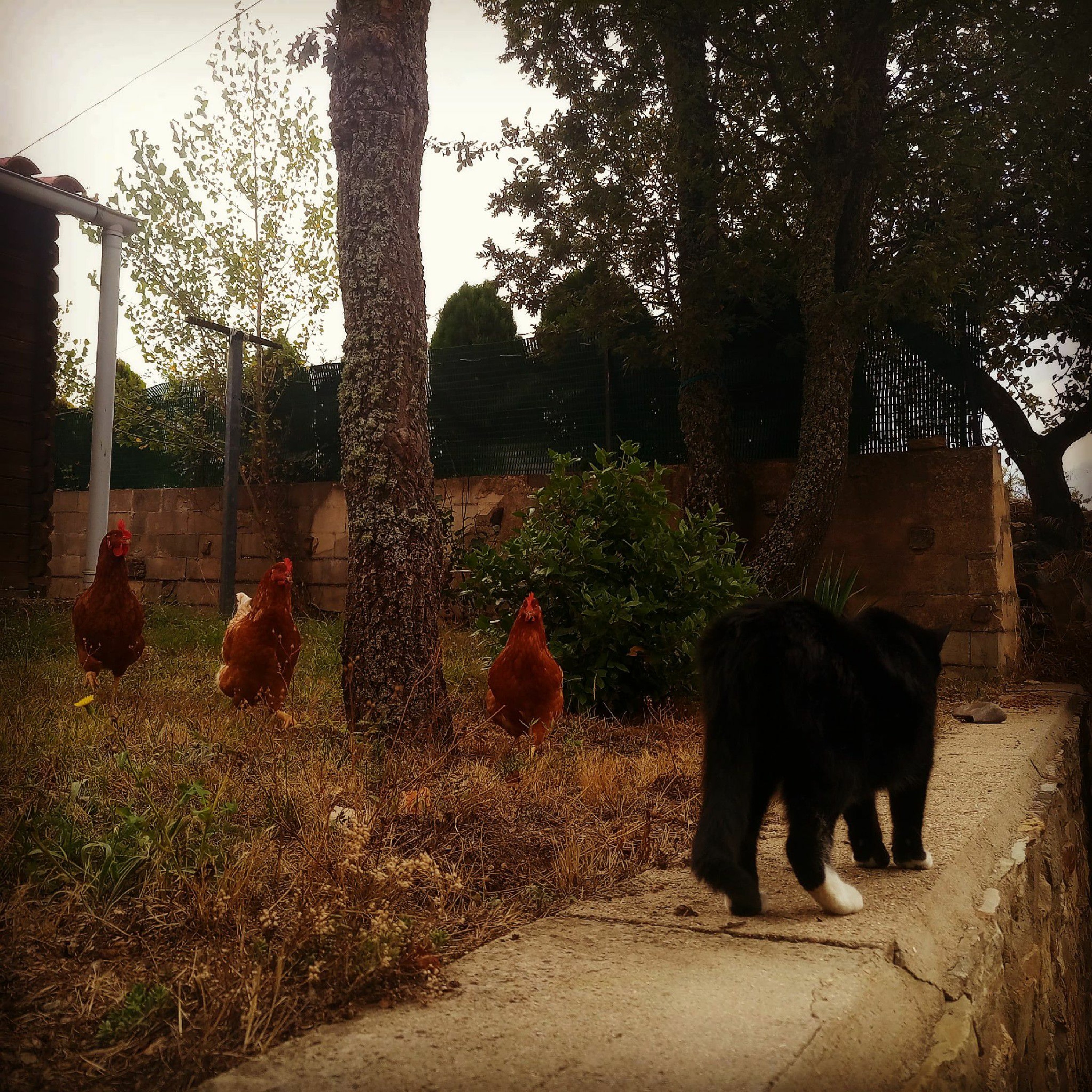 AnonimoS
