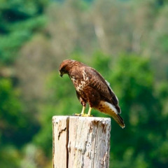 Ecstasia Buteo