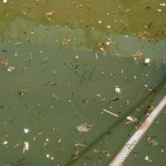 Acqua Sporca FREESTYLE