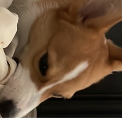 Puppy Biting A Rawhide Knot Bone 20230120 - Carmen