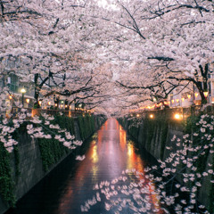 cherry trees