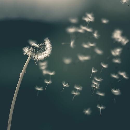 Swept by the WInd
