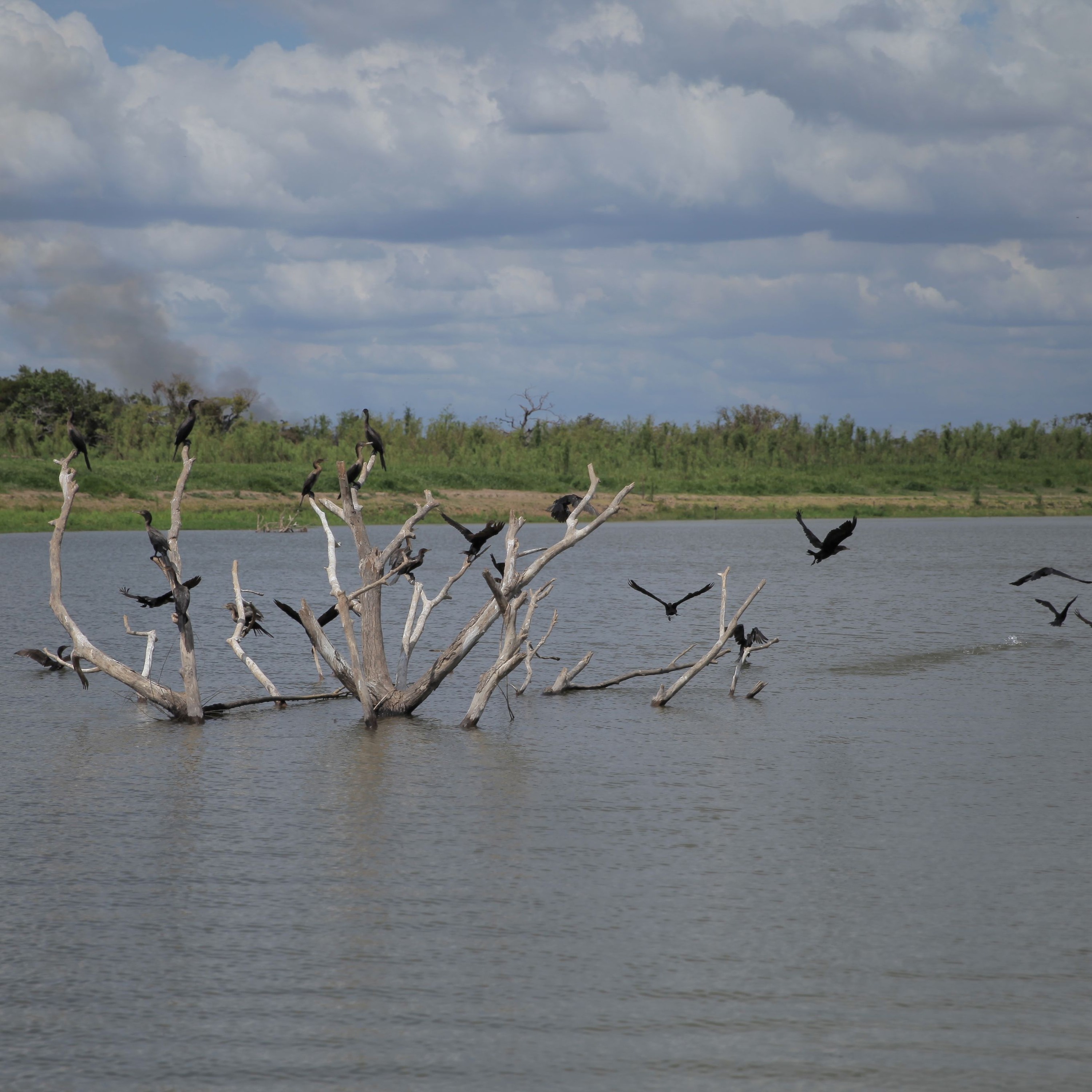 PodCast alerta sobre os impactos climáticos provocados pela destruição do bioma Amazônia