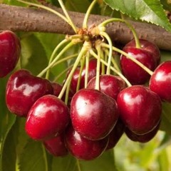 Cherry Plus