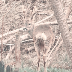 Placeholder-Example_1