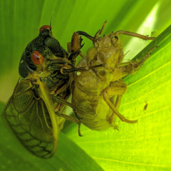 molt duet (sketch)