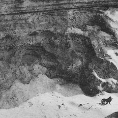 The Search of the Last Wild Barbary Lion