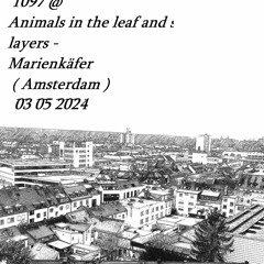 Podcast 1097 @ Animals In The Leaf And Stem Layers - Marienkäfer ( Amsterdam ) 03 05 2024