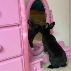 𝐷𝑅𝐸𝐴𝑀𝐶𝑂𝑅𝐸