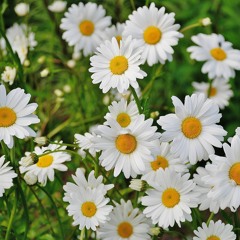 daisies at the disco