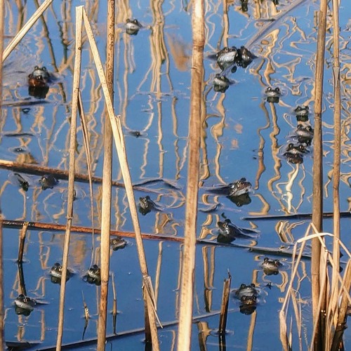 Frogs