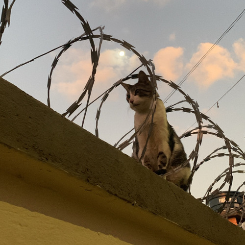 [AUTOTUNE OFF] 03 VINTE CINCO (HELLA HOES)