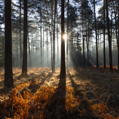 The Clearing
