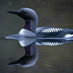 Loons -- Tranningen Nature Reserve, Sweden