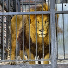 Lions Cage
