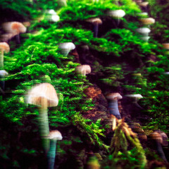 Mycorrhiza