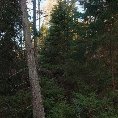 Nesting Great Grey Owls and a male Lynx