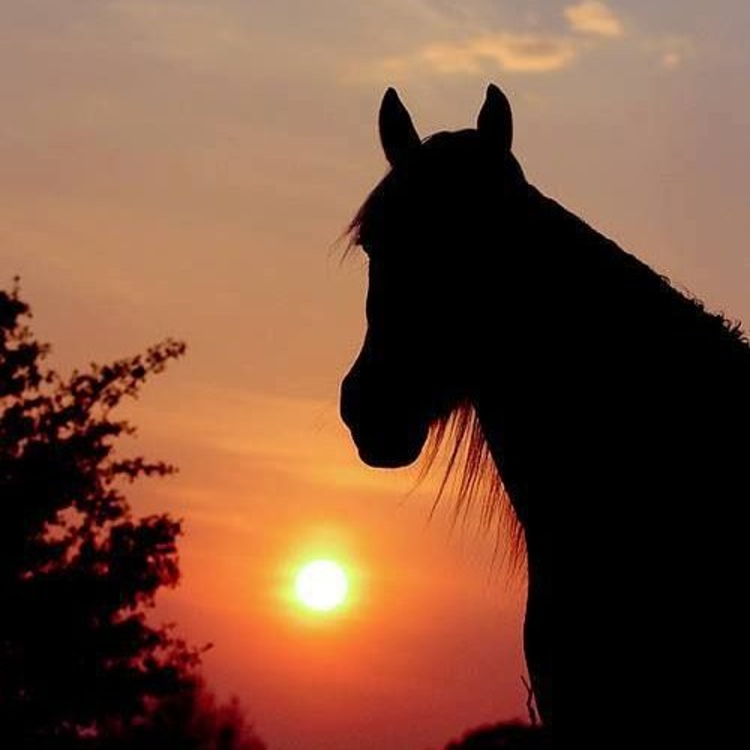 Reviving the Sunnah of horseback riding  | Ml Yusuf Bemath