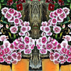 Night Garden