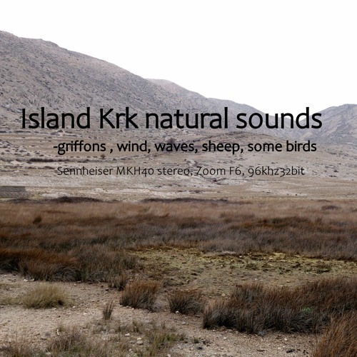 Island Krk nature sounds - wind and euroasian griffons - sheep seagull near sea calming ambient