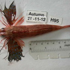 The 'growl' of streaked gurnard