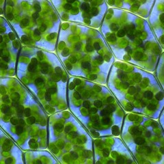 Chloroplast (Intro)