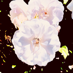 matcha freestyle (fiftyzeros)