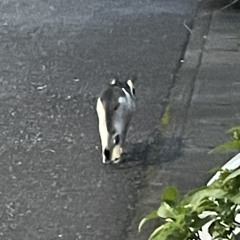 猫のあくび 心のかたち(デモ、途中)