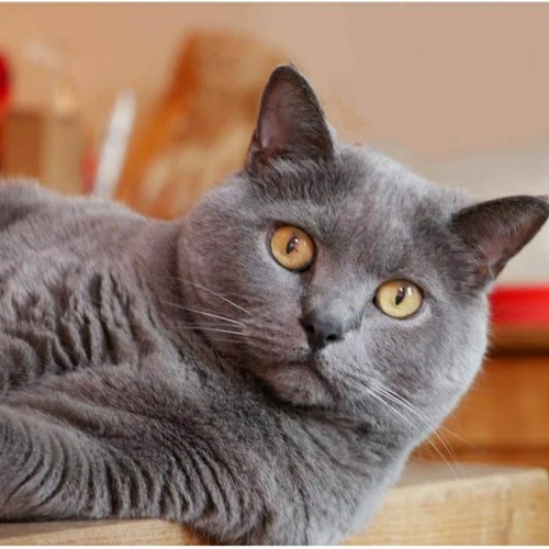 Stream Episode 17 Merveilleux Chartreux By Le Podcat Radio Des Chats Listen Online For Free On Soundcloud