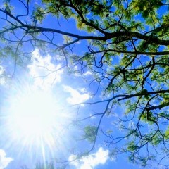 Mystical Magical Forest