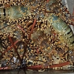 Sim simma remix #Giiosoundz #25