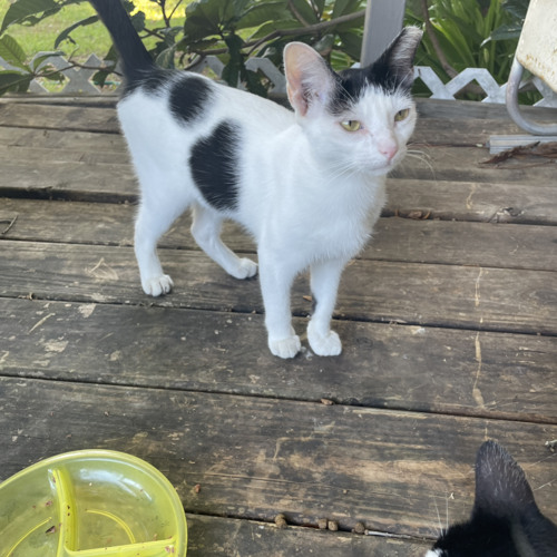 prod Tonybumps - Distorted View