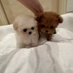 Micro Teacup Poodle Puppies for Sale Massachusetts | TIARA PETS Boutique