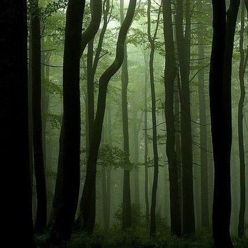 DEEP FOREST